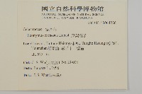 厚葉衛矛, 源一木藏品圖，第2張