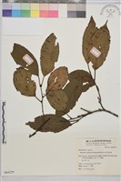 中原氏鼠李藏品圖，第1張