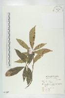 猴歡喜藏品圖，第1張