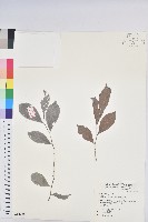 細葉饅頭果藏品圖，第1張