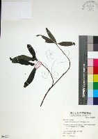 薄葉玉心花藏品圖，第1張