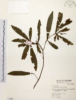 黃肉樹, 小梗木薑子藏品圖，第1張