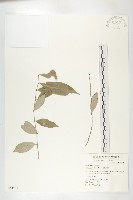 藤胡頹子藏品圖，第1張