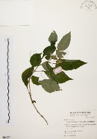 臺灣鱗球花藏品圖，第1張