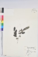 紅仔珠藏品圖，第1張