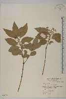 厚葉衛矛, 源一木藏品圖，第1張