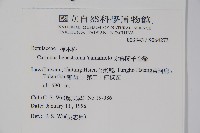 太魯閣千金榆藏品圖，第2張