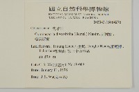 刺裸實、變葉裸實藏品圖，第2張