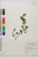 小葉鼠李藏品圖，第1張