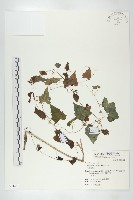 黑果馬交兒藏品圖，第1張