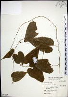 百部藏品圖，第1張