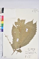 大葉石櫟、大葉校栗藏品圖，第1張