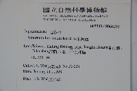 呂宋莢迷藏品圖，第2張