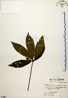 五掌楠藏品圖，第1張