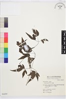 串鼻龍藏品圖，第1張