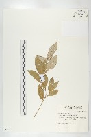 臺灣胡頹子藏品圖，第1張