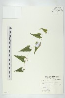 合子草藏品圖，第1張