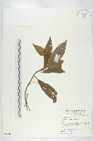 杜英、山杜英、蘭嶼杜英藏品圖，第1張