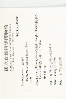 杜英、山杜英、蘭嶼杜英藏品圖，第2張