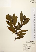 黃肉樹, 小梗木薑子藏品圖，第1張