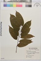 巒大雀梅藤藏品圖，第1張