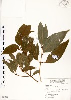 瓊楠藏品圖，第1張