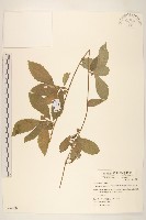 過山龍藏品圖，第1張