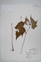 水鴨腳藏品圖，第1張