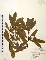 黃肉樹, 小梗木薑子藏品圖，第1張