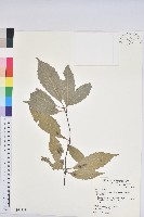 青剛櫟、鐵椆藏品圖，第1張