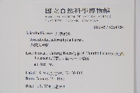 異葉馬兜鈴藏品圖，第2張