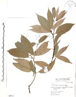 豬腳楠藏品圖，第1張