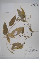 臺灣牛嬭菜藏品圖，第1張