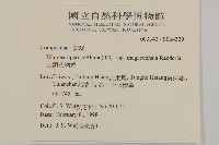 大頭艾納香藏品圖，第2張