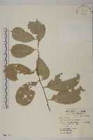 光果南蛇藤藏品圖，第1張