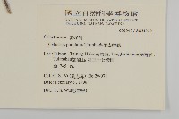 光果南蛇藤藏品圖，第2張