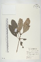 耿氏虎皮楠藏品圖，第1張