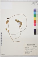 阿里山黃鱔藤藏品圖，第1張