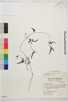 田村氏鐵線蓮藏品圖，第1張