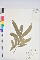 細葉三斗石櫟藏品圖，第1張