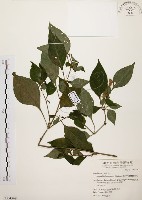 臺灣鱗球花藏品圖，第1張