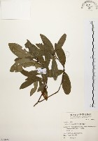 黃肉樹, 小梗木薑子藏品圖，第1張