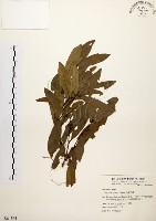 黃肉樹, 小梗木薑子藏品圖，第1張