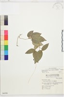 柱果鐵線蓮藏品圖，第2張