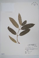 大錦蘭藏品圖，第1張