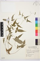 森氏鐵線蓮藏品圖，第2張