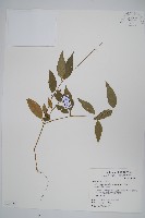 牛膝藏品圖，第1張