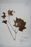 水鴨腳藏品圖，第1張