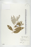 藤胡頹子藏品圖，第1張