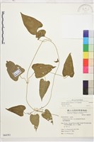 田代氏鐵線蓮藏品圖，第1張